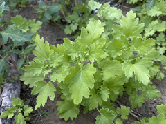 Amauria brandegeeana