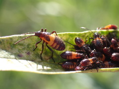 Oncopeltus famelicus