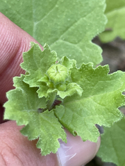 Amauria brandegeeana