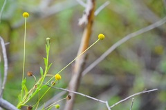 Helenium puberulum