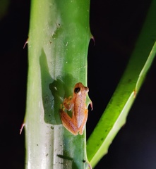 Dendropsophus microcephalus