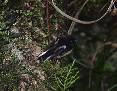 Petroica macrocephala macrocephala