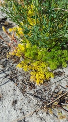 Annesorhiza macrocarpa