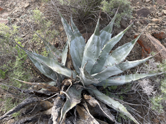 Agave vizcainoensis