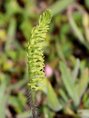 Holothrix exilis