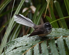 Rhipidura fuliginosa fuliginosa