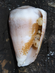 Conus miliaris