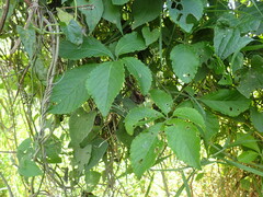 Cyphostemma hypoleucum