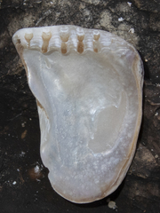 Isognomon