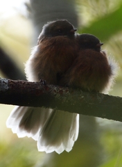 Rhipidura fuliginosa fuliginosa