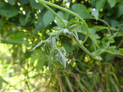 Cyphostemma hypoleucum