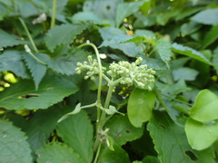 Cyphostemma hypoleucum