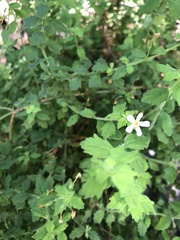 Chaenostoma hispidum