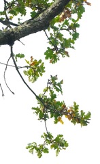 Quercus garryana