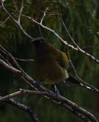 Anthornis melanura melanura