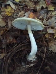 Amanita bisporigera