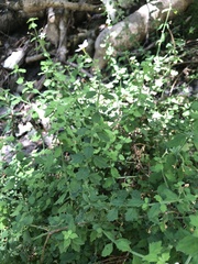 Chaenostoma hispidum