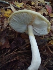 Amanita bisporigera