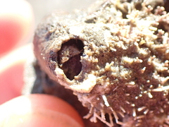 Zelithophaga truncata