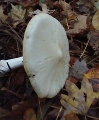 Amanita bisporigera