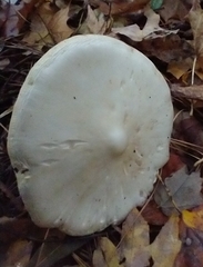Amanita bisporigera