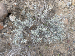 Eriogonum pondii
