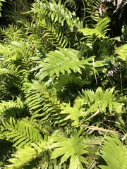 Blechnum capense