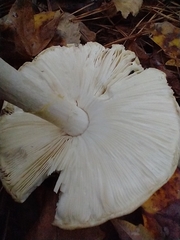 Amanita bisporigera