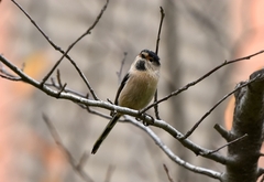 Aegithalos glaucogularis