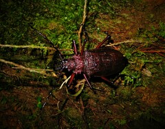 Psalidognathus modestus