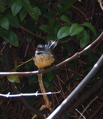 Rhipidura fuliginosa fuliginosa