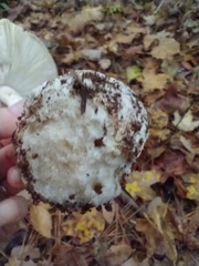 Amanita bisporigera