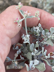 Eriogonum pondii