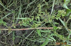 Rumex tenax