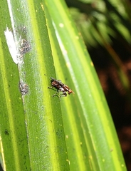 Sciomyzidae