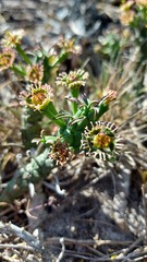 Euphorbia caput-medusae