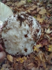 Amanita bisporigera