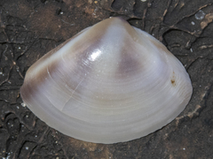 Austromactra rufescens