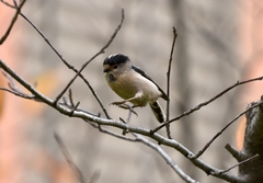 Aegithalos glaucogularis