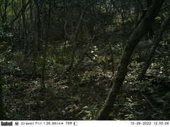 Chlorocebus pygerythrus