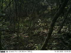 Chlorocebus pygerythrus