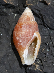 Pardalinops testudinaria