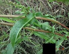 Rumex tenax