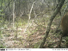 Tragelaphus sylvaticus sylvaticus