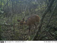 Tragelaphus sylvaticus sylvaticus