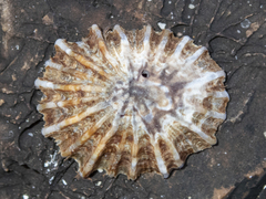 Siphonaria denticulata