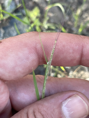 Muhlenbergia microsperma