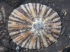 Cellana tramoserica