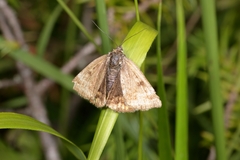 Euclidia glyphica
