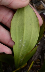 Mairia coriacea